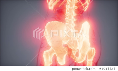 Transparent Human Body with Visible Bones 64941181