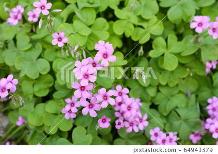 酢漿草花 酢漿草花 64941379