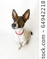 Parson russell terrier dog with erect ears. 64942218