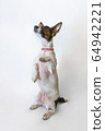 Dog Parson Russell Terrier stands on its hind legs. Studio shot 64942221