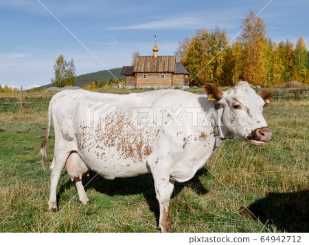 one cow on autumn background with orthodox wooden church one cow on autumn background with orthodox wooden church 64942712