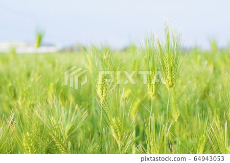 Wheat field 64943053