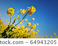 強姦花2 64943205