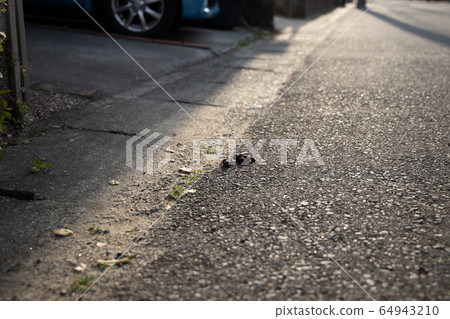Dog poop left on the road Dog poop left on the road 64943210