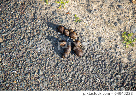 Dog poop left on the road Dog poop left on the road 64943228