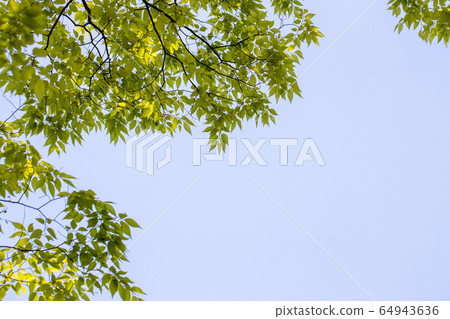 Fresh green and blue sky 64943636