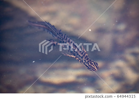 Smooth Newt, Lissotriton vulgaris lantzi swims in a muddy pond Smooth Newt, Lissotriton vulgaris lantzi swims in a muddy pond 64944315