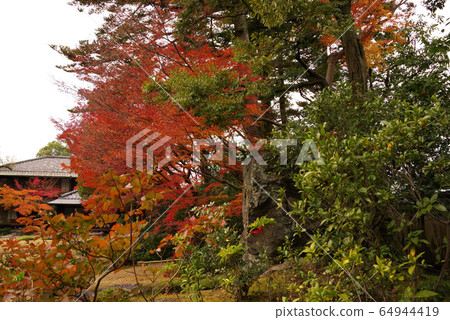 Autumn leaves without scratches 64944419