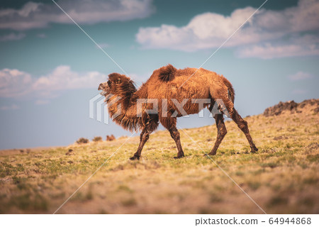 Camel going through the sand dunes on sunrise. 64944868