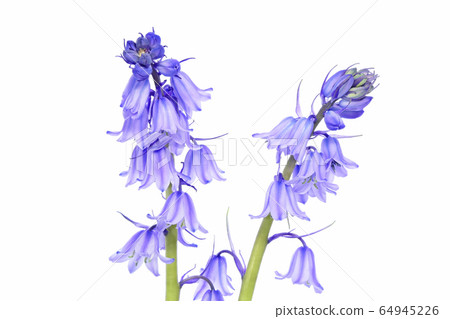 Syrah Campanulata (depth synthesis) 64945226