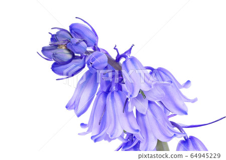 Syrah Campanulata (depth synthesis) Syrah Campanulata (depth synthesis) 64945229