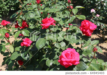川原玫瑰花園 64945403