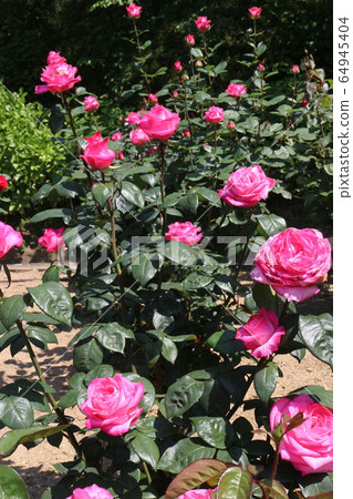 川原玫瑰花園 64945404