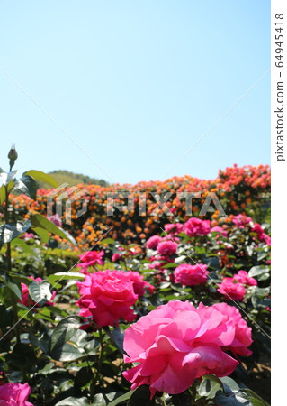 川原玫瑰花園 川原玫瑰花園 64945418