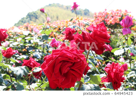 Kawarakan rose garden Kawarakan rose garden 64945423