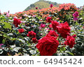 Kawarakan rose garden 64945424