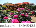 Kawarakan rose garden 64945428