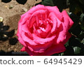 Kawarakan rose garden 64945429