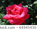 Kawarakan rose garden 64945430