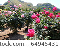 Kawarakan rose garden 64945431