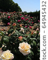 Kawarakan rose garden 64945432