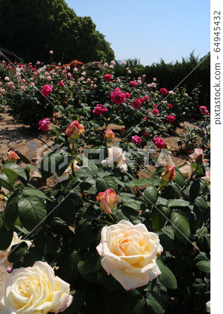 Kawarakan rose garden Kawarakan rose garden 64945432