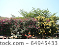 Kawarakan rose garden 64945433
