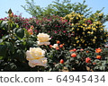 Kawarakan rose garden 64945434