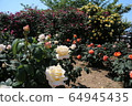 Kawarakan rose garden 64945435