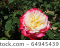 Kawarakan rose garden 64945439