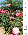 Kawarakan rose garden 64945440