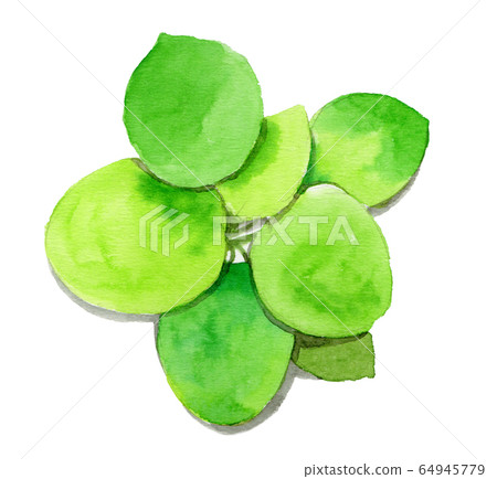 亞馬遜青蛙坑畫水彩 亞馬遜青蛙坑畫水彩 64945779