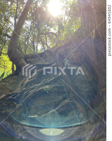 Trees and rocks 64945802
