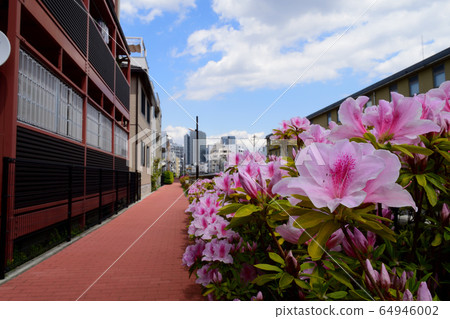 東京都中之橋至中之坂上邊神田川長廊平戶杜鵑花 64946002