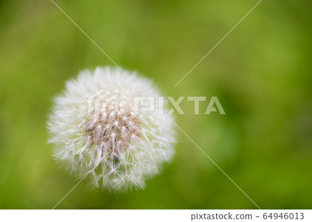 Dandelion fluff Dandelion fluff 64946013