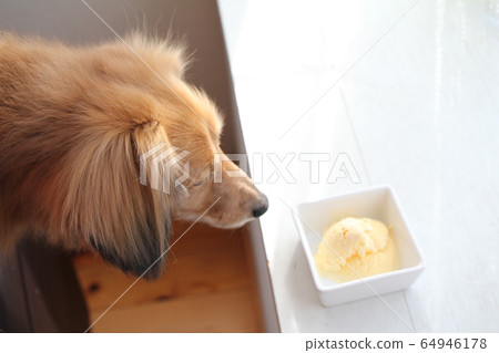 Shaded Red Miniature Dachshund Aiming for Ice Cream Shaded Red Miniature Dachshund Aiming for Ice Cream 64946178