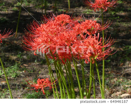 Higambana 4 64946187