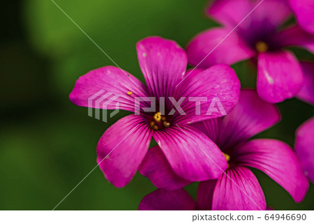 酢漿草 酢漿草 64946690