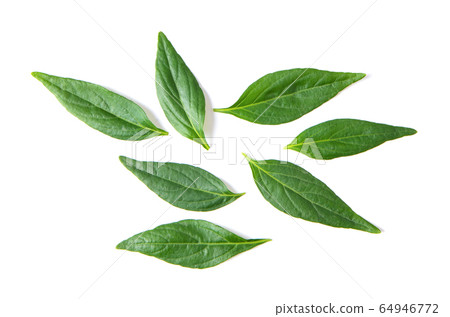 Kariyat or Andrographis paniculata green leaves on Kariyat or Andrographis paniculata green leaves on 64946772