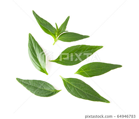 Kariyat or Andrographis paniculata green leaves Kariyat or Andrographis paniculata green leaves 64946783