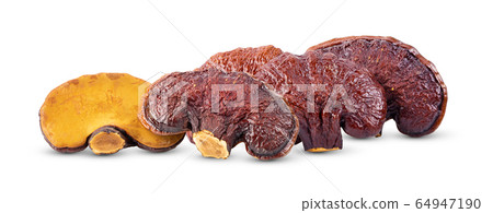 Lingzhi Mushroom Ganoderma Lucidum on white Lingzhi Mushroom Ganoderma Lucidum on white 64947190