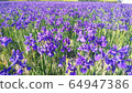 Iris 64947386
