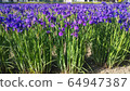 Iris 64947387