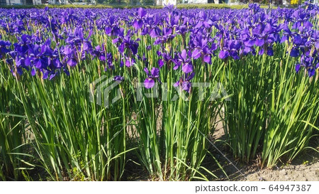 Iris 64947387