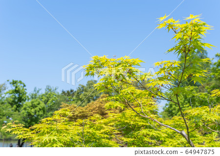 Fresh green 64947875