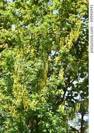 國王紗麗（金鍊） 64948441