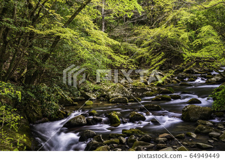 (Shizuoka Prefecture) Fresh green gully valley (names and valleys) (Shizuoka Prefecture) Fresh green gully valley (names and valleys) 64949449