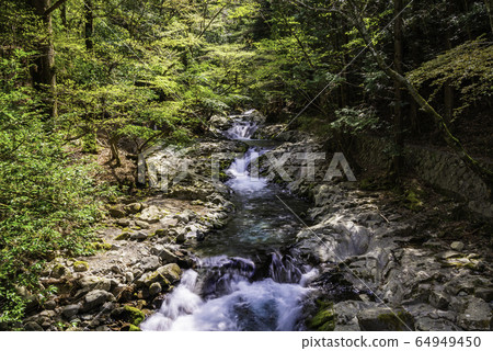 (Shizuoka Prefecture) Fresh green gully valley (names and valleys) 64949450