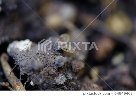 The one who often stays in the toilet 64949462