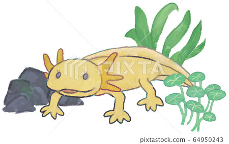 Illustration of woopar oper (yellow color) and aquatic plants 64950243